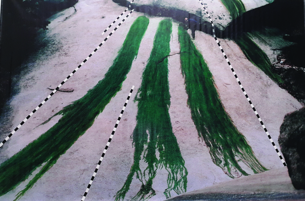 이승택, 이끼심는 예술가, 1975, 이끼, 씨앗, 색소, 오브제.jpg